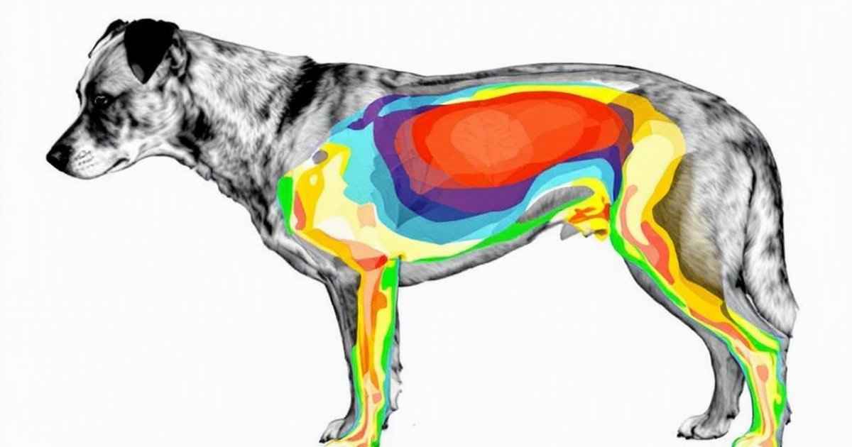 CT scan image of a dog showing internal fat distribution around organs, illustrating visceral fat health risk