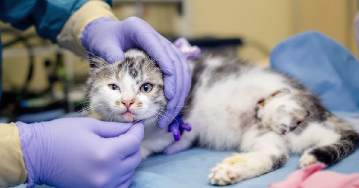 Veterinarian performing minimally invasive surgery on a cat to repair a pelvic fracture