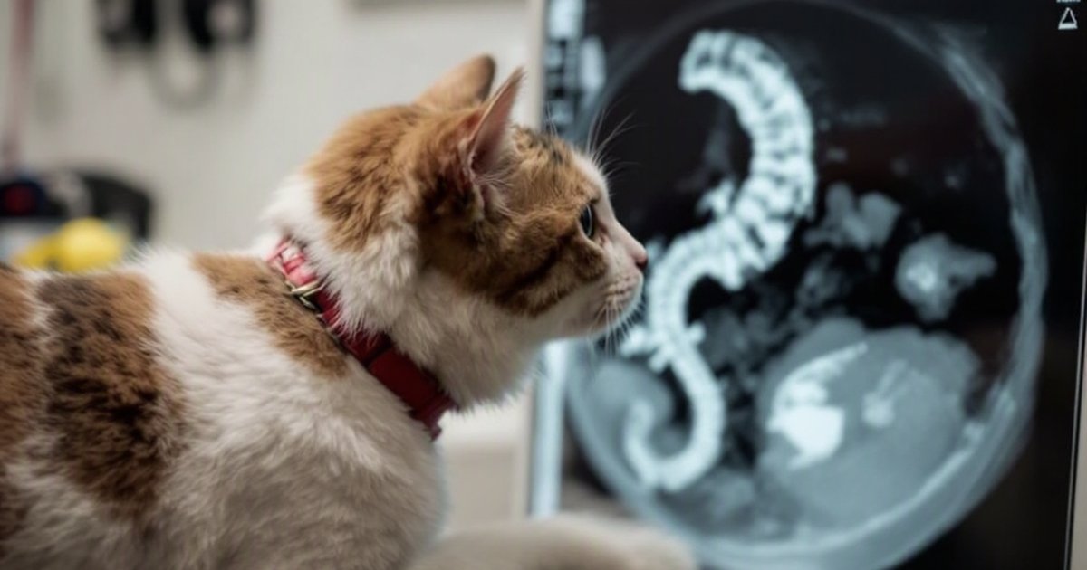 Veterinarian reviewing an abdominal X-ray of a dog before gastrointestinal surgery