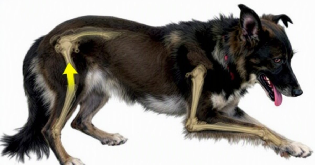A dog with a knee injury resting comfortably, representing non-surgical recovery from cruciate ligament rupture in dogs