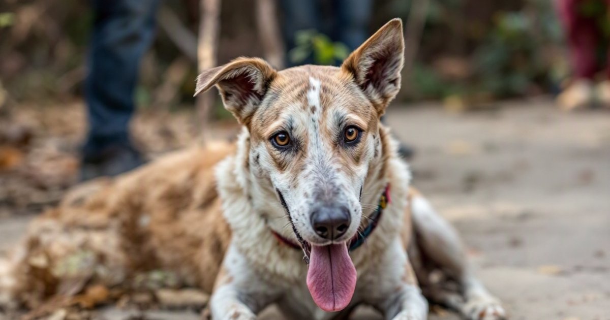 A dog in a natural landscape near a national park, representing canine distemper vaccination and wildlife conservation