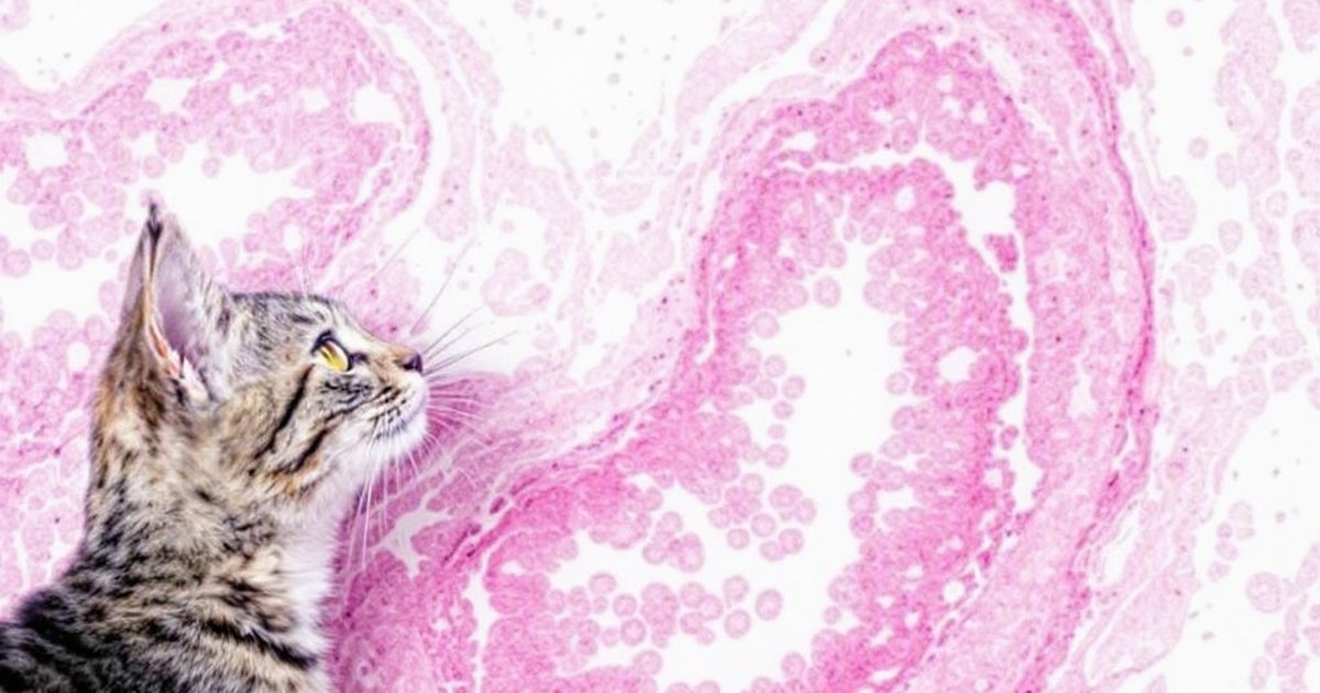 Close-up of a cat resting peacefully, representing feline health and FIP kidney research for cat owners