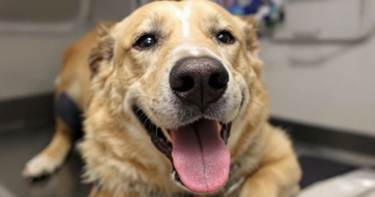 Dog recovering from TPLO knee surgery with a veterinarian checking its leg in a clinic