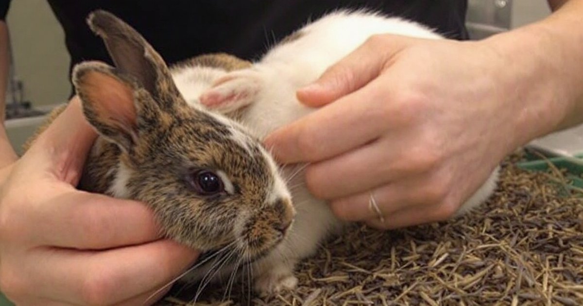 Domestic rabbit in a clean hutch, representing rabbit reproduction and semen preservation research