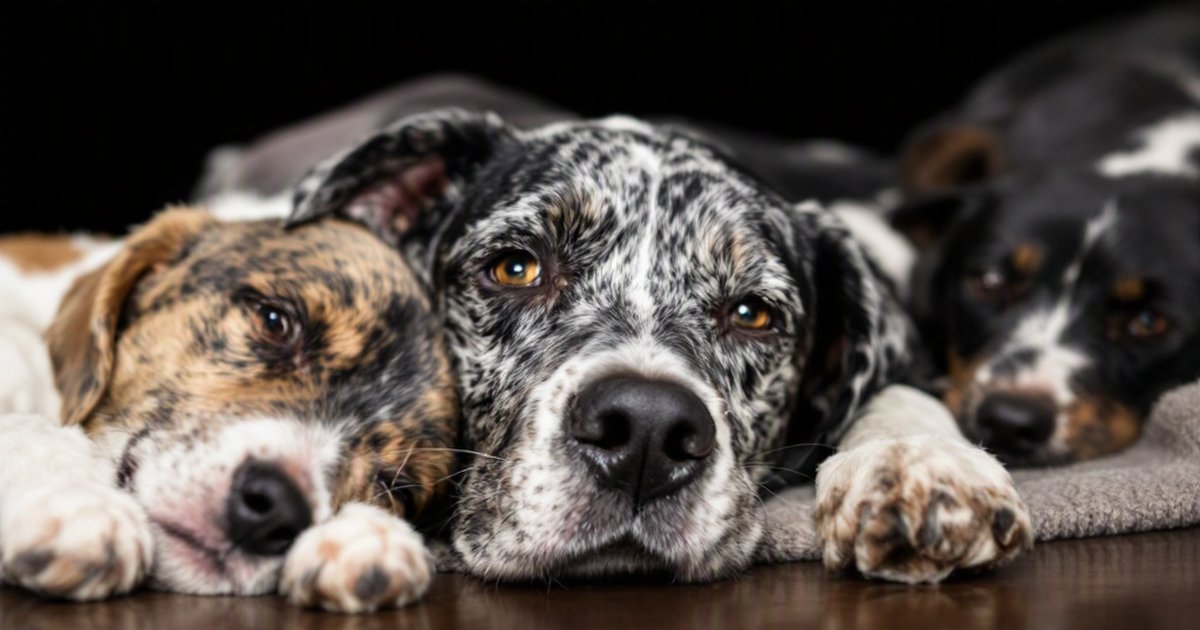 Veterinarian reviewing bloodwork results for a dog with brain inflammation, canine meningoencephalitis prognosis