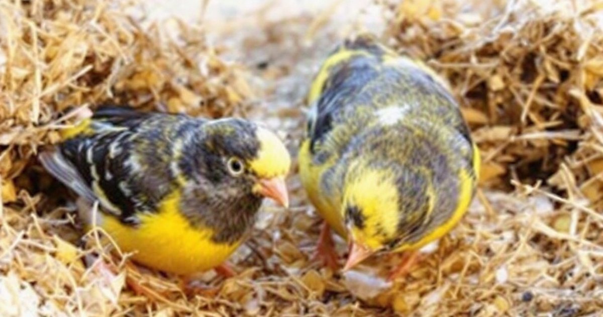 Gloster canary sitting in a nest with eggs, illustrating canary hatchability and breeding cycle research