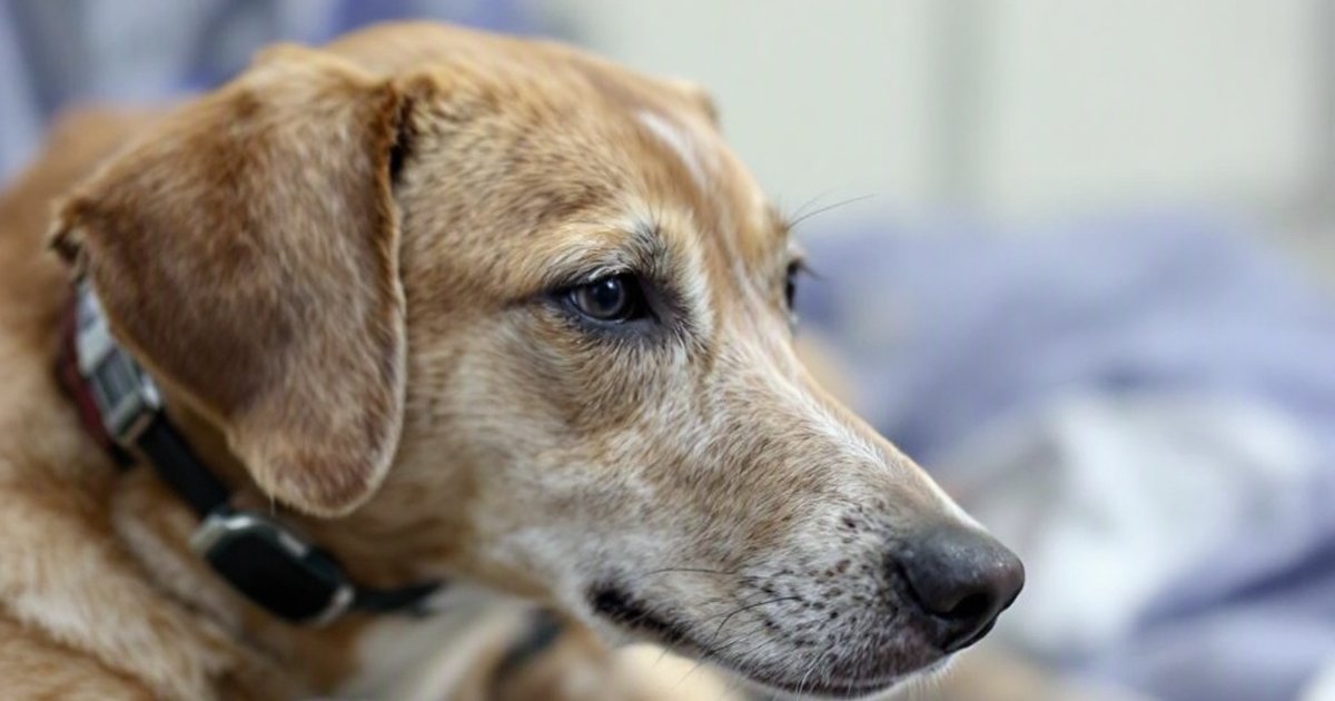 Veterinarian monitors a dog's heart rate during surgery using a cardiac pacemaker device