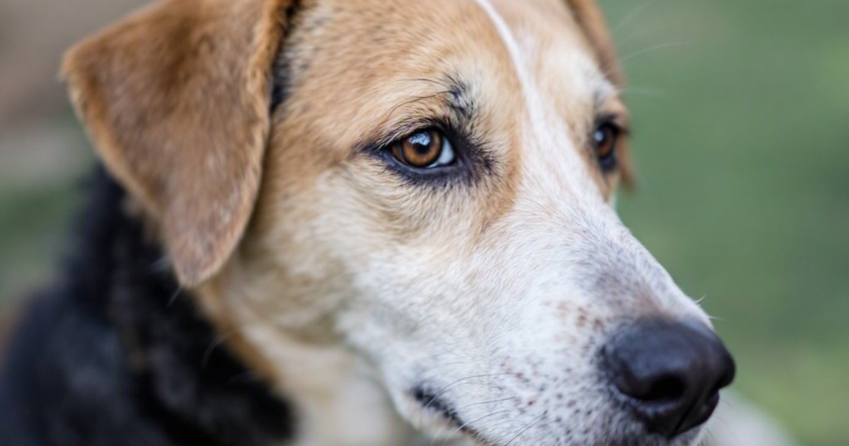 Veterinarian examining a dog with respiratory symptoms, illustrating canine respiratory disease outbreak investigation