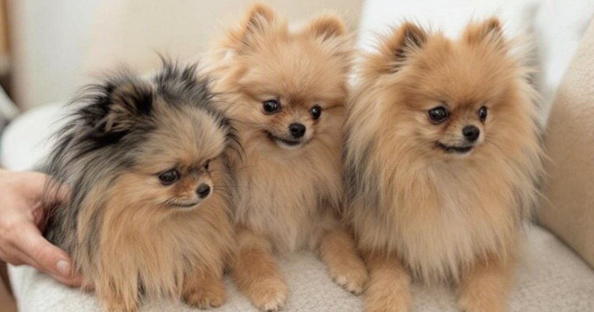 Pomeranian dog at a vet clinic being examined, illustrating Chiari-like malformation and canine hearing health assessment