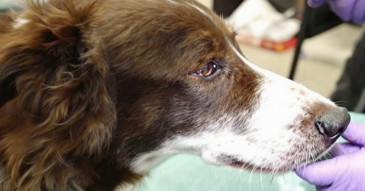 Veterinarian examining a dog's mouth, illustrating oronasal fistula repair using a collagen membrane in dogs