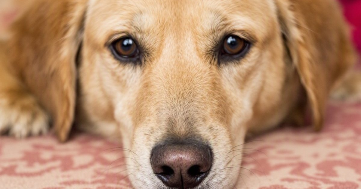 Dog with a veterinarian examining its nose, illustrating nasal alar arteriopathy and oclacitinib treatment