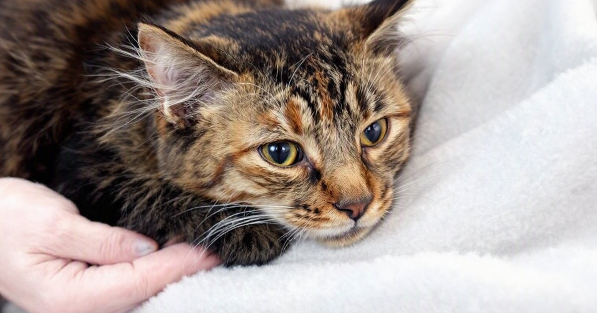 A cat lying on a veterinary exam table with a vet assessing its hind limbs during an emergency visit