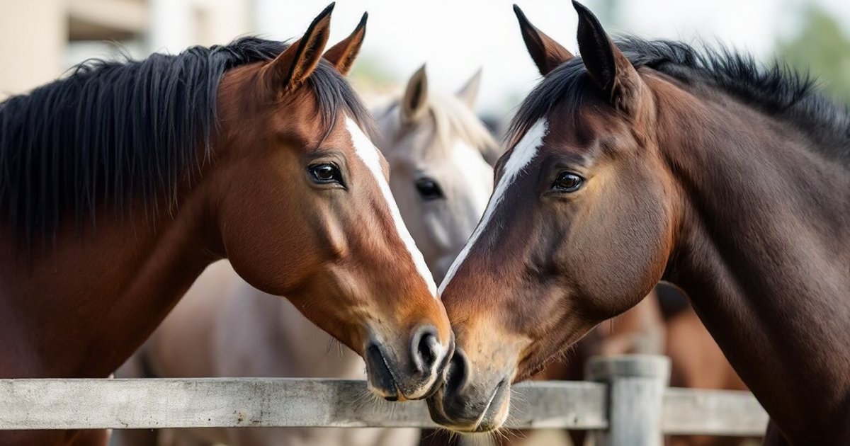 Three horses standing together behind a paddock fence.